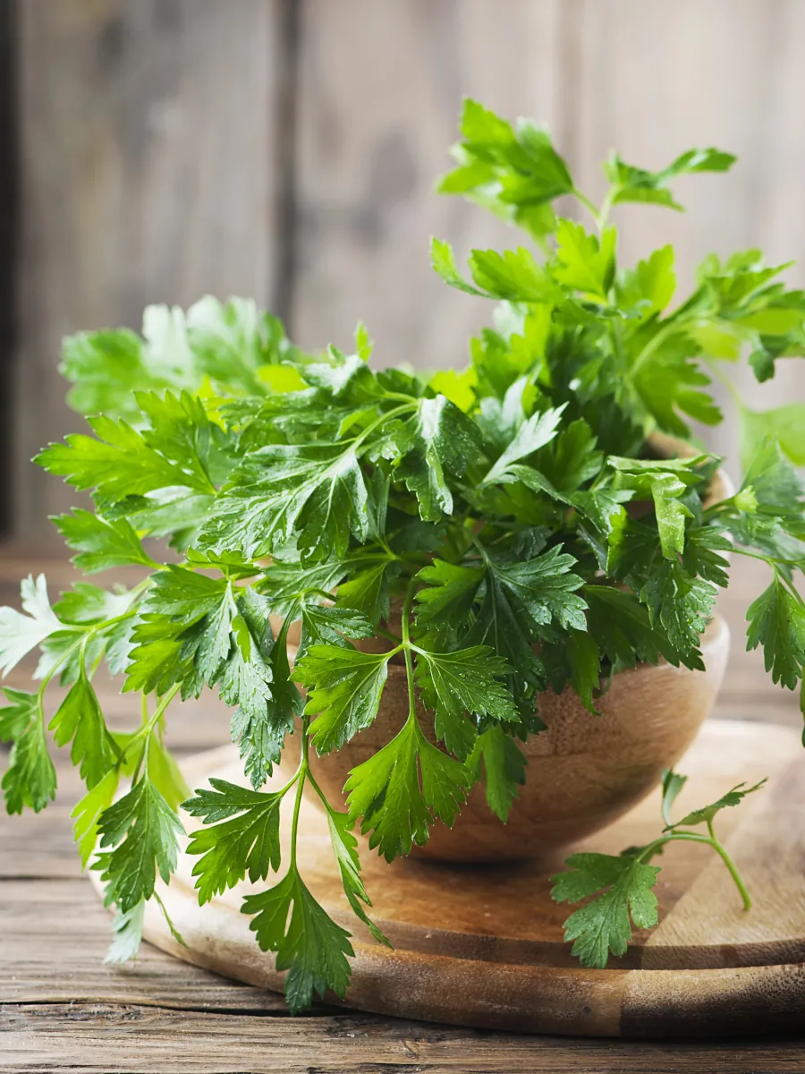 Windowsill herb garden parsley