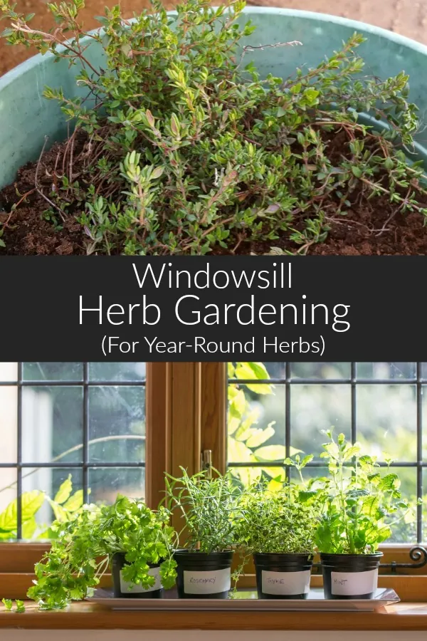 Windowsill herb gardening