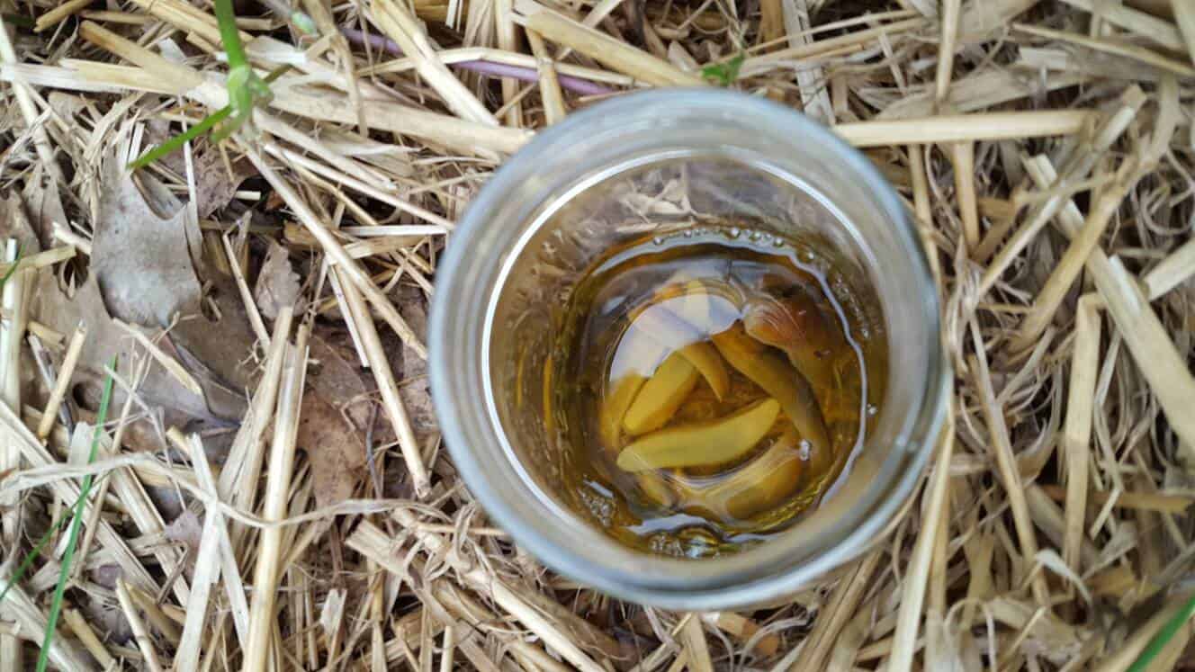 Slugs trapped in the jar of beer on a strawberry patch.